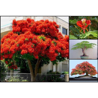 30 เมล็ด เมล็ดพันธุ์ หางนกยูงฝรั่ง ดอกสีส้ม Flame Tree, Flamboyant, Royal Poinciana