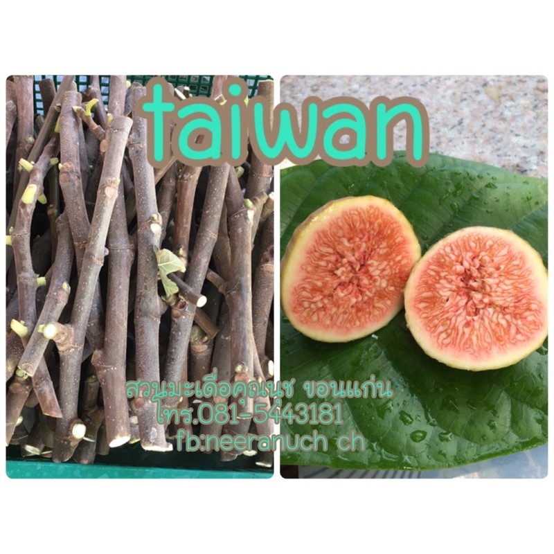 กิ่งสดมะเดื่อฝรั่ง ไต้หวัน (taiwan) ชุด 5 กิ่ง/5pcs. of taiwan fig cuttings