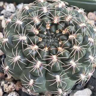 🌵 Gymnocalycium matznetteri 10เมล็ด 59บาท🌵