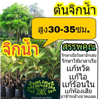 ต้นจิกน้ำ 30-35ซม. ต้นไม้ตาย เคลมฟรี ทุกต้น เฉพาะ ระหว่างขนส่ง เท่านั้น จิกน้ำ ไม้ประดับ ไม้มงคล ไม้สมุนไพร