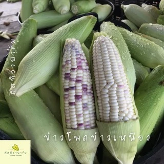 🌽พร้อมส่ง🌽ข้าวโพดข้าวเหนียว เกรดส่งห้าง รสชาติเหนียวหนึบ หวาน อร่อย สินค้า OTOP ไร่ภัสทิวา ตัดสดใหม่ทุกวัน