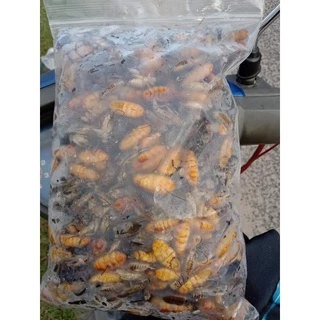 จิ้งหรีดไข่ ตัวใหญ่ๆไข่แน่นๆน้ำหนัก1กิโลกรัมและ500กรัม