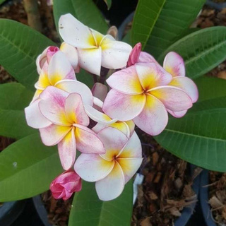 ต้นลีลาวดีแคระ Plumeria ดอกหอมมาก ต้นเตี้ย ดอกชมพูเหลือง สูงไม่เกิน 60 ซม ออกดอกทุกต้น ส่งพร้อมกระถาง 10 นิ้ว