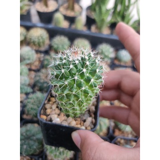 แมม เนเจเปนซิส Mammillaria nejapensis 🌵🪐🌵🪐🌵🪐