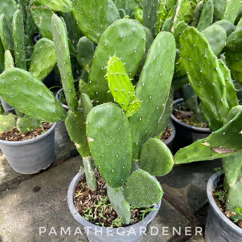 มุมมอง 2