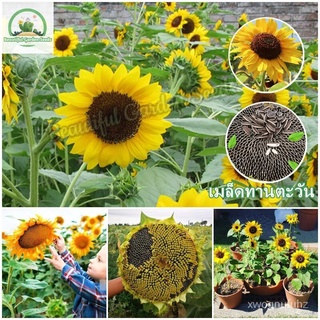 （คุณภาพสูง เมล็ด）เมล็ดพันธุ์ ทานตะวัน 50 เมล็ด Dwarf Sunflower Flower Seed ต้นดอกไม้สวยๆ เมล็ดดอกไม้ พันธุ์ดอกไม้ ต้นไม้