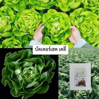 🌱เมล็ดผักสลัดบัตเตอร์เฮด เดลี่ 100 เมล็ด (ซื้อ10แถม1 คละได้)🌱