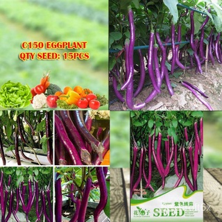 EGGPLANT SPECIES SEEDS FLOWER GODDESS VEGETABLE FLOWER FRUIT HERB SEEDแม่และเด็ก/ผักชี/เมล็ดพืช/​​กระโปรง/seeds/สร้อยข้อ