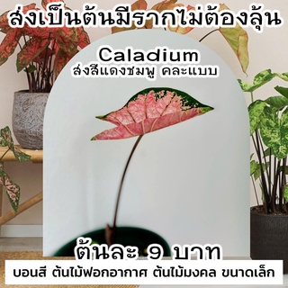 บอนสี เบบี๋ ต้นจิ๋ว สีแดงชมพู ส่งเป็นต้นขนาดเล็ก ต้นละ 9 บาท