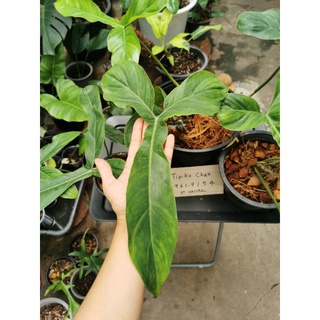 philodendron 69686 ฟิโลเดนดรอน​ หกเก้าหกแปดหก