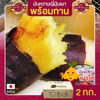 มันหวานญี่ปุ่น 2kg เผา พร้อมทาน นำเข้าจากญี่ปุ่นแท้ 100% เบนิฮารุกะ ปลูกที่ญี่ปุ่น หวาน ฉ่ำ สดใหม่ทุกสัปดาห์ ส่งฟรี