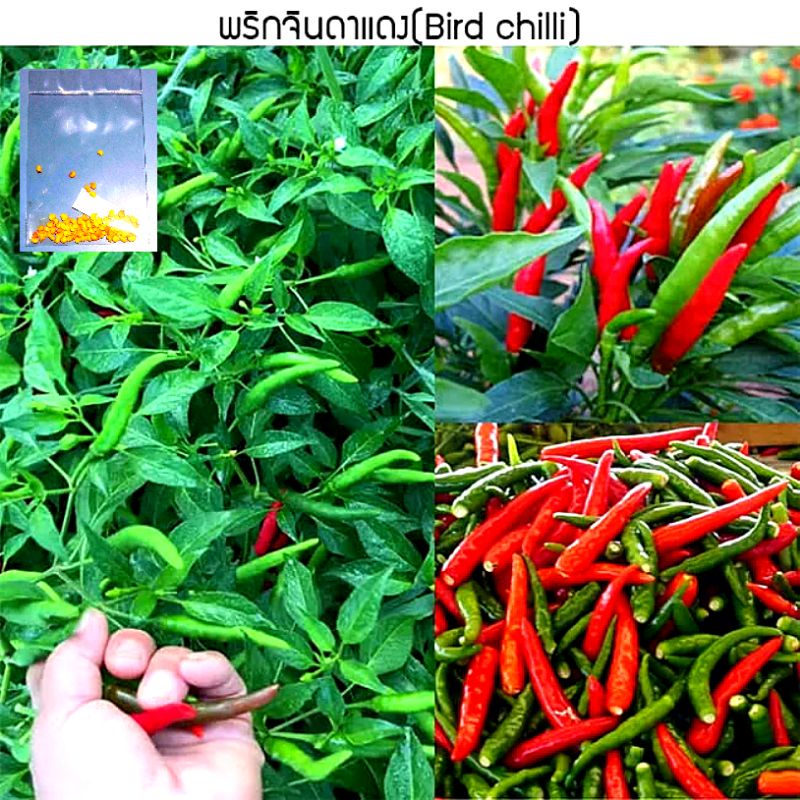 เมล็ดพริกจินดาแดง 110 เมล็ด [10 เเถม 1 คละได้]