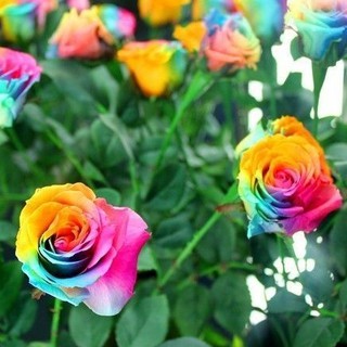 เมล็ดพันธุ์ กุหลาบมินิ Rose Seeds ดอกเล็ก สีเรนโบว์ นำเข้าจากต่างประเทศ 30 เมล็ด