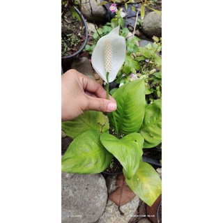 PEACE LILY PLANT(INDOOR)芹菜/香菜/帽子/儿童/通心菜/园艺/裙子/鲜花/seeds/木瓜//กุหลาบ BJXI