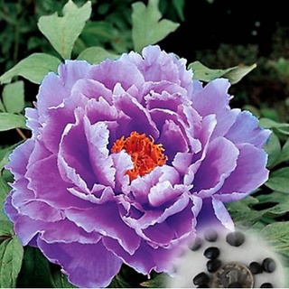 20 เมล็ด เมล็ดโบตั๋น ดอกโบตั๋น ดอกพีโอนี (Peony) สีม่วง Purple Peony