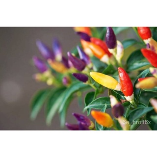 Rare Bolivian Rainbow Colorful Chili Pepper Vegetable Seeds buy 1 take 1， 50 seeds (not  plants)。通心菜/帽子/上衣/种子/生菜/手链/鲜花/花