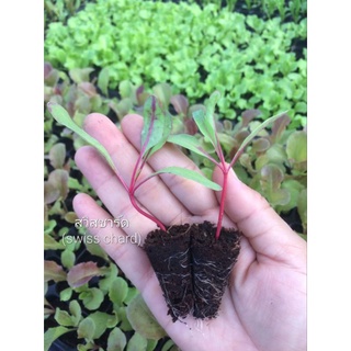 ต้นกล้าสวิสชาร์ด(Swiss chard)••พร้อมส่ง&gt;&gt;ไม่พรีออเดอร์