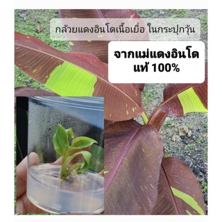 เนื้อเยื่อกล้วยแดงอินโดแท้ 100% แบบในกระปุกวุ้น พร้อมส่ง ไม่ต้องรอ