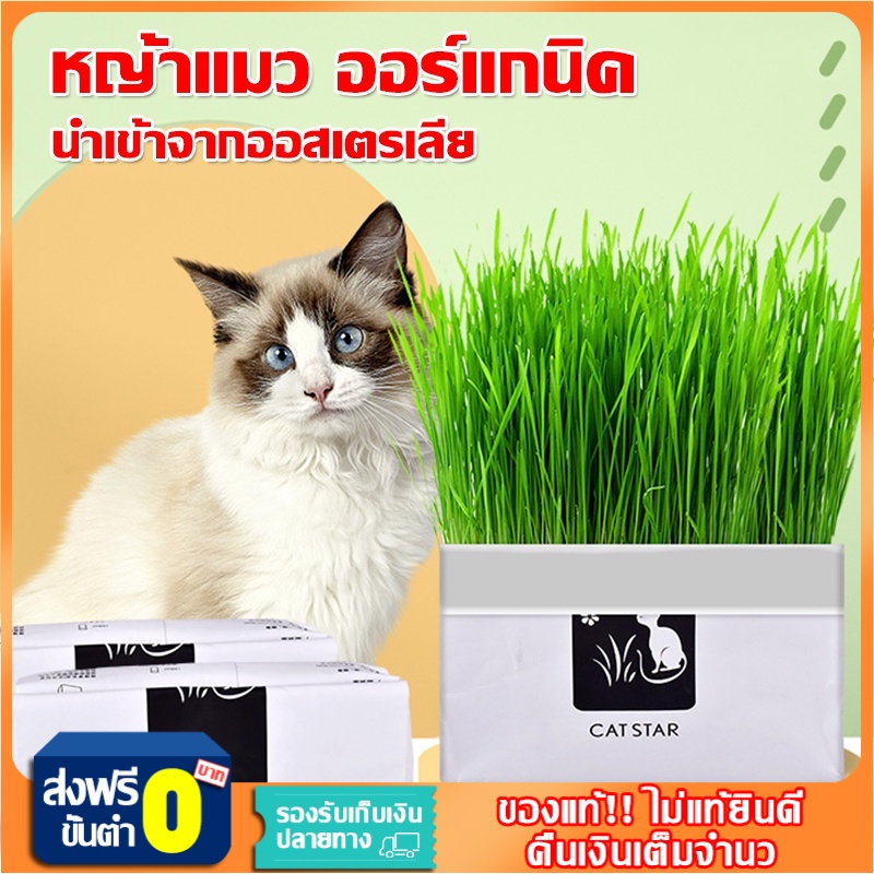 พร้อมส่ง！！หญ้าแมว ออร์แกนิค ต้นอ่อนข้าวสาลี ต้นข้าวสาลี สำหรับสัตว์เลี้ยง ต้นหญ้าแมวพร้อมทาน ส่งเสริมการย่อยอาหาร
