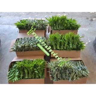 ไผ่กวนอิม ต้นตรง (มัดละ 20 ต้น) สูง 30-35 ซม. จากโคนถึงปลายยอด