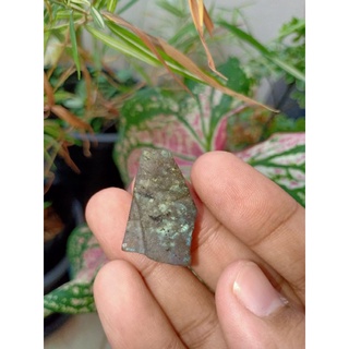 Labradorite | ลาบราโดไรต์ 🔮🧙 #LBs5#หินดิบ "หินพ่อมด" เล่นแสงเหลือบน้ำเงิน 💙 หินธรรมชาติ หินสะสม ขนาด 2.7×1.6×0.8cm