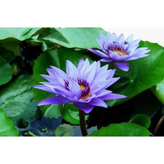 เมล็ดบัว สีม่วงเม็ดเล็ก ของแท้ 100% เมล็ดพันธ์ุบัว ดอกบัว ปลูกบัว เม็ดบัว สวนบัว Lotus Waterlily seeds. 100 เมล็ด