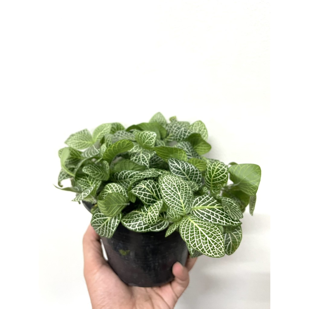 มุมมอง 2