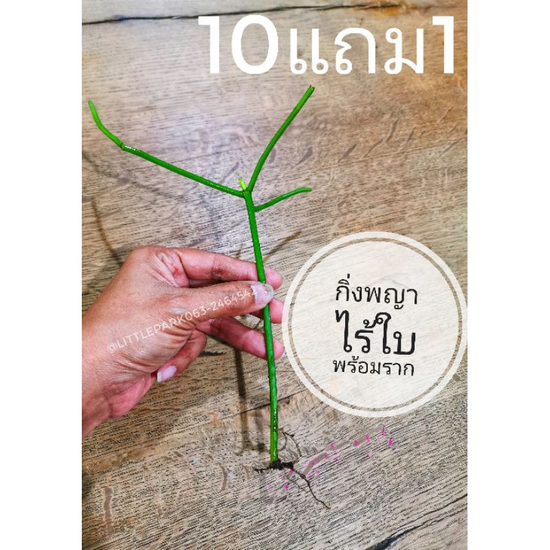 พญาไร้ใบ​ กิ่งไปพร้อมราก​ ไม่ต้องลุ้นตาย