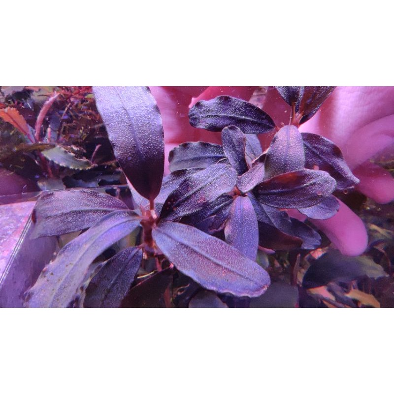 บูเซป Bucephalandra sp.  Brownie Blue