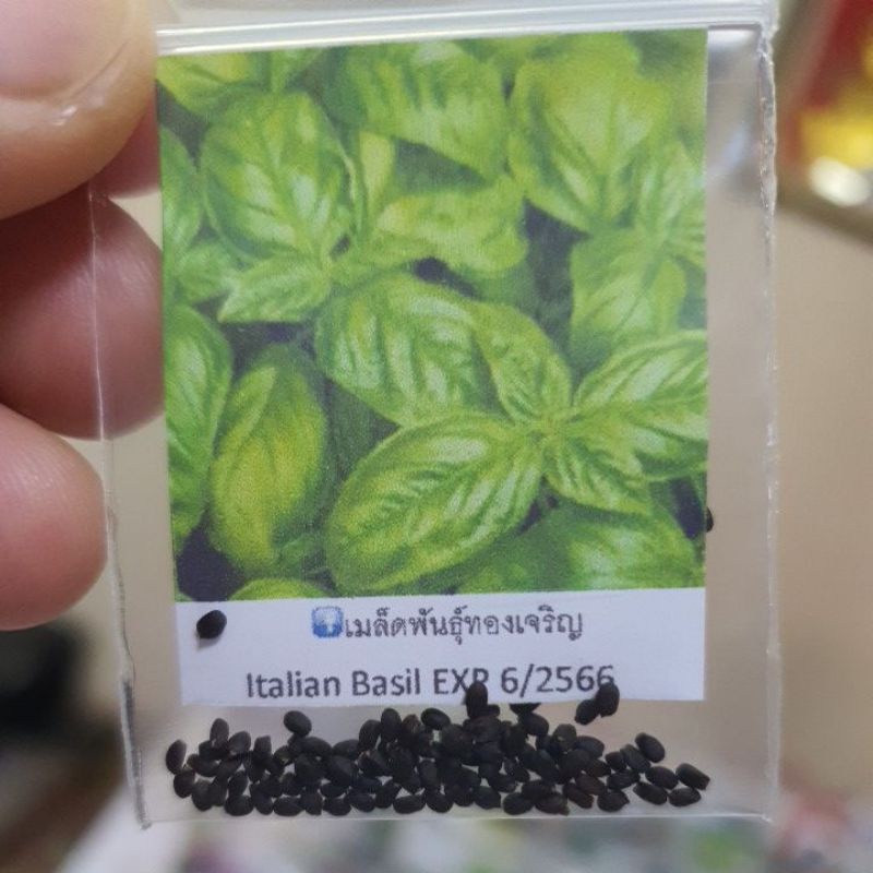 โหระพาอิตาลีถูกที่สุด10บ.เมล็ดพันธุ์ Italy Basil 50 เมล็ด รูปที่ 2
