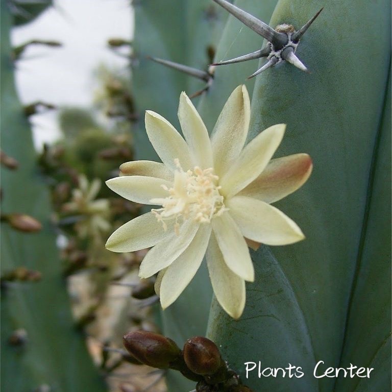 Best Seller (longsm)กระบองเพชรไม้ลำ แคคตัส cactus แคคตัสตอบลู Myrtillocactus geometrizans 12-14cm seeding สินค้าคุณภาพดี
