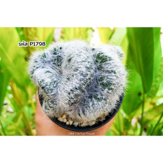 แคคตัส แมมมิลาเรีย บูมิไอคริส (Mammillaria Baumii Cristata)