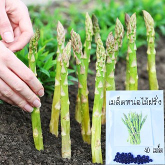 หน่อไม้ฝรั่ง🎈ถูกที่สุด 25บ.📌เมล็ดพันธุ์หน่อไม้ฝรั่ง 50-300เมล็ด🌱พันธุ์ดี🎈งอกง่าย ☘️โตไว☘️พุ่มใหญ่🌱ทานอร่อย