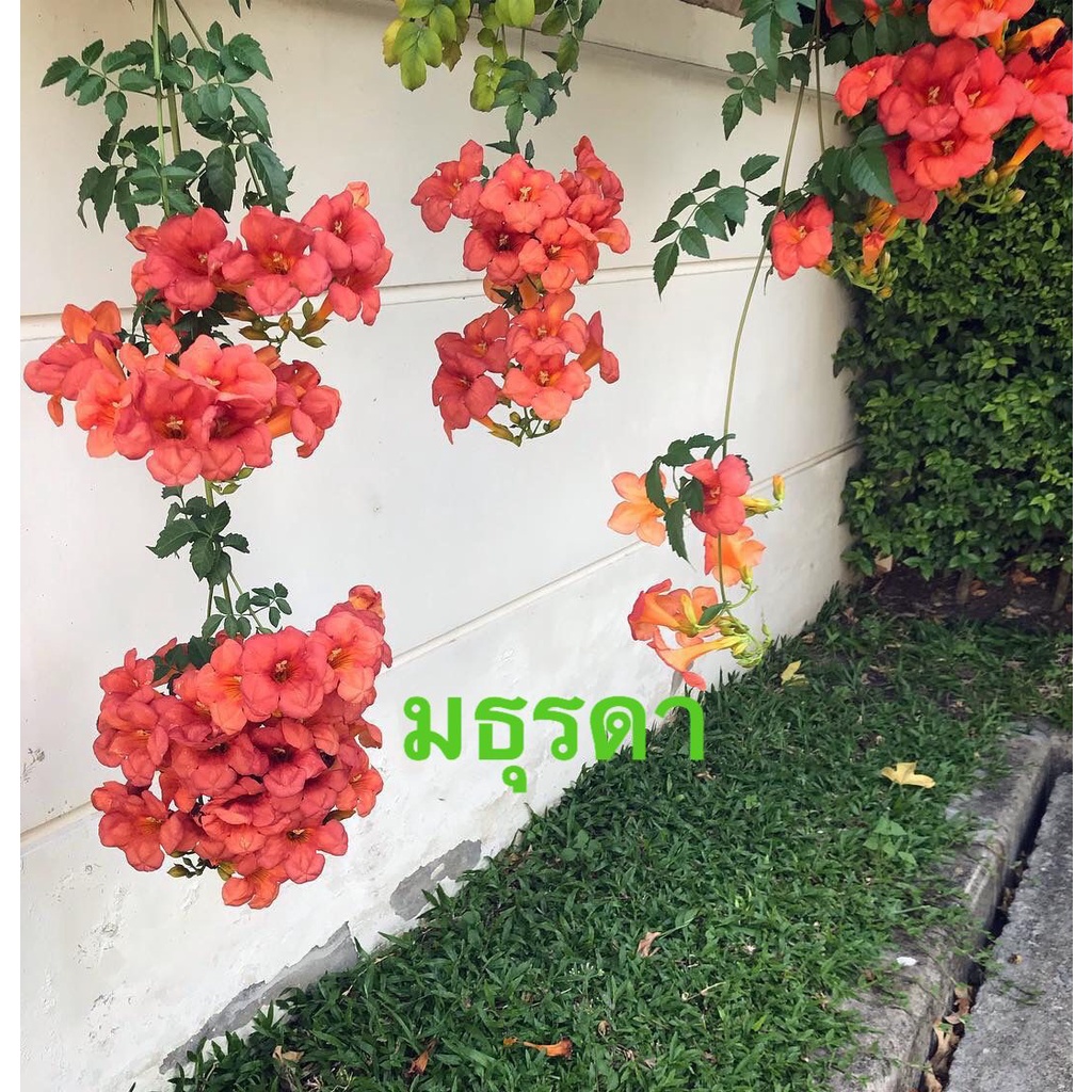ขาย ต้นมธุรดา ไม้เลื้อยดอกสีส้มสดออกดอกตลอดปีต้นใหญ่พุ่มใหญ่ไม่ต้องรอนาน ส่งพร้อมดอกระถาง11 นิ้ว(มาใหม่สวยๆค่ะ)รับประกัน