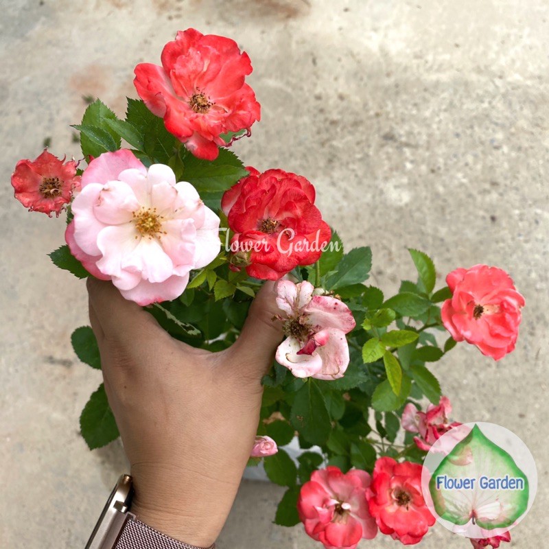 F431 กุหลาบ Sakura-Gasumi (ซากุระ คาซุมิ)กุหลาบพวงญี่ปุ๋น ดอกดก สีขมพู พีช + ส้มโอโรส ปลูกแดด เลี้ยงง่าย
