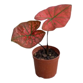 บอนสี บับเบิ้ล (Caladium bubble) กระถาง 4 นิ้ว กัดสีแล้ว