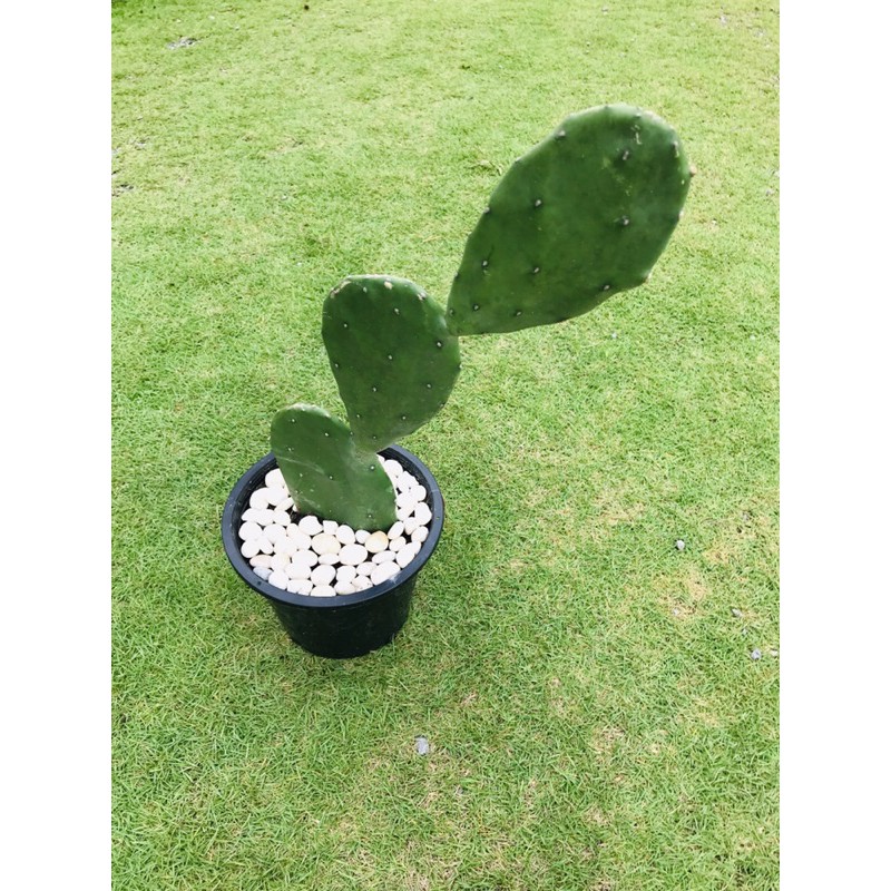 My Image 18