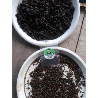เมล็ดพันธุ์ขี้กาขาว10เมล็ด55บาทฟรีค่าส่งพร้อมส่ง