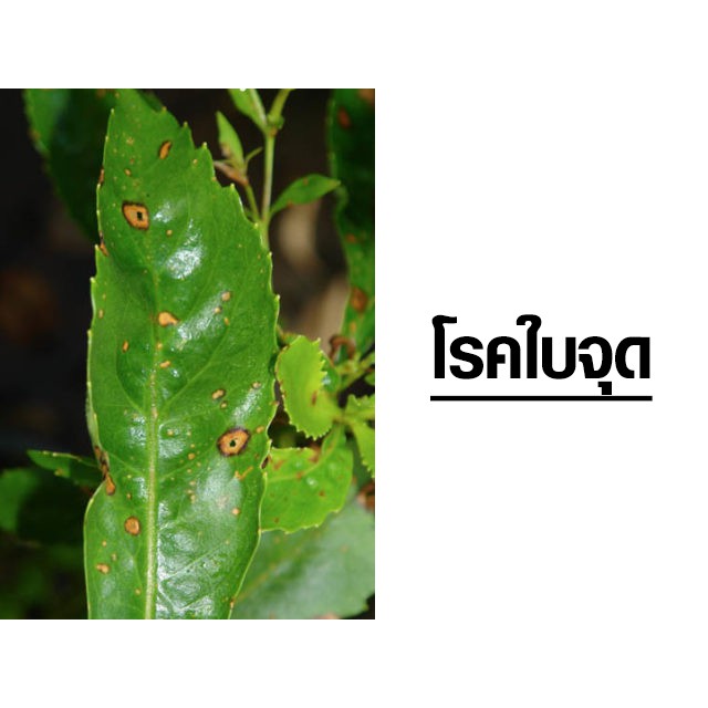 ไอโซโพรไทโอเลน 1 ลิตร ฉลาม ใบไหม้ ใบแห้ง ใบส้ม ใบติด เชื้อรานาข้าว - รูปที่ 2