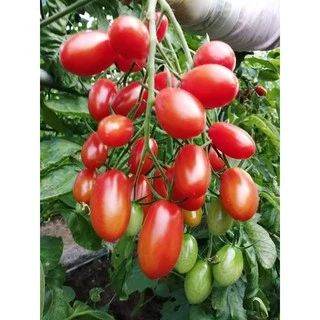 เมล็ดพันธุ์ มะเขือเทศ เชอรี่ สีแดง ทานสด 25 เมล็ด [10 เเถม 1 คละได้]