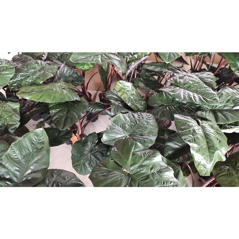 Alocasia Yucatan Princess อโลคาเซีย ยูคาตัน ปริ๊นเซส