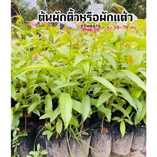 ผักติ้ว หรือ ผักแต้ว ต้นสวย แข็งแรง จัดส่งไว