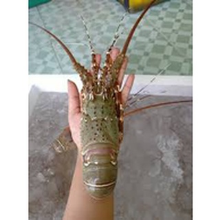 กุ้ง กุ้งมังกร ขนาด 1-2 ขีด  2 โล ถ้าซื้อ 3 โล ส่งฟรีทั่วประเทศ