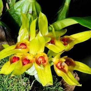 สิงโตหายาก สิงโตกราวีโอเลน ดอกหอม Bulbophyllum graveolens