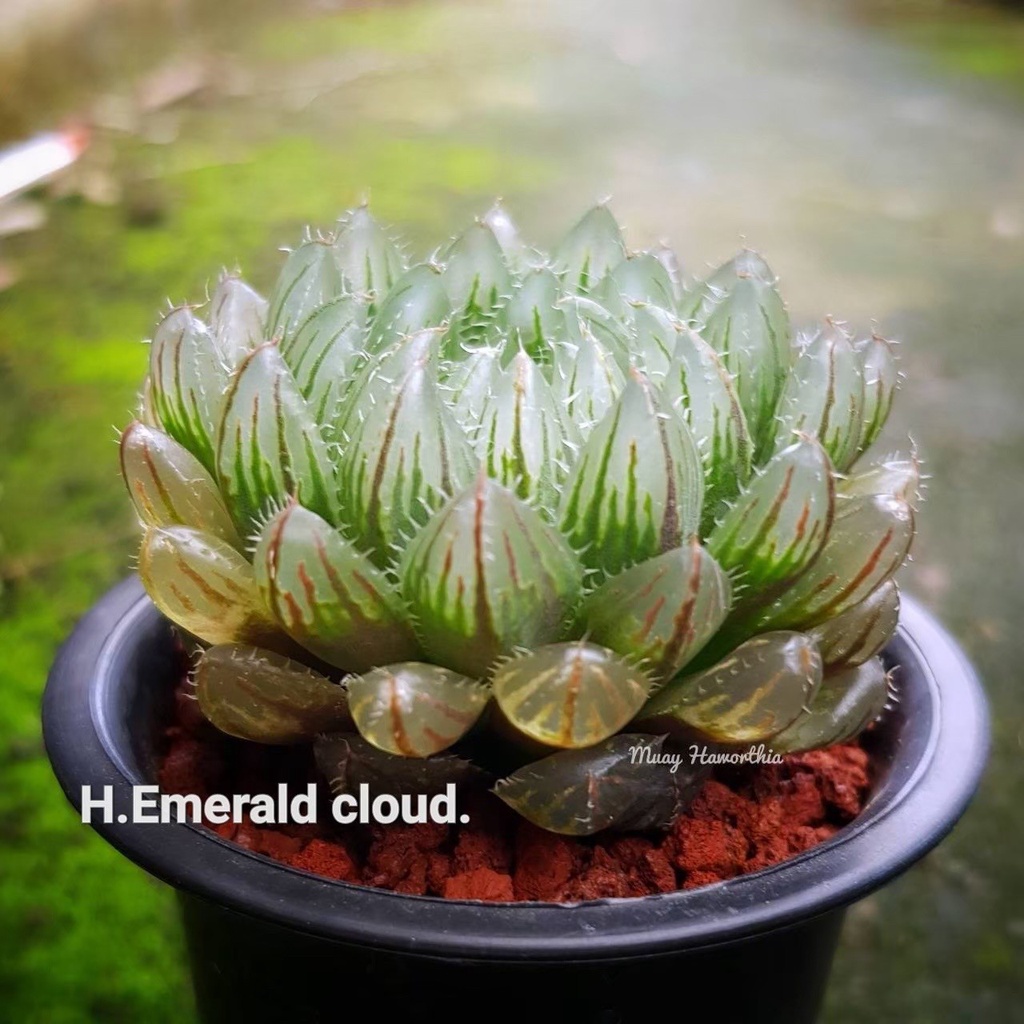 H.Emerald cloud.  A009 (อีเมอเรด) ราคา ถูกที่สุด ดีลบีเคเค