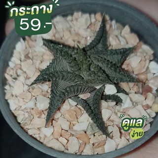 แคคตัสม้าเวียนดำริ้วHaworthia limifolia