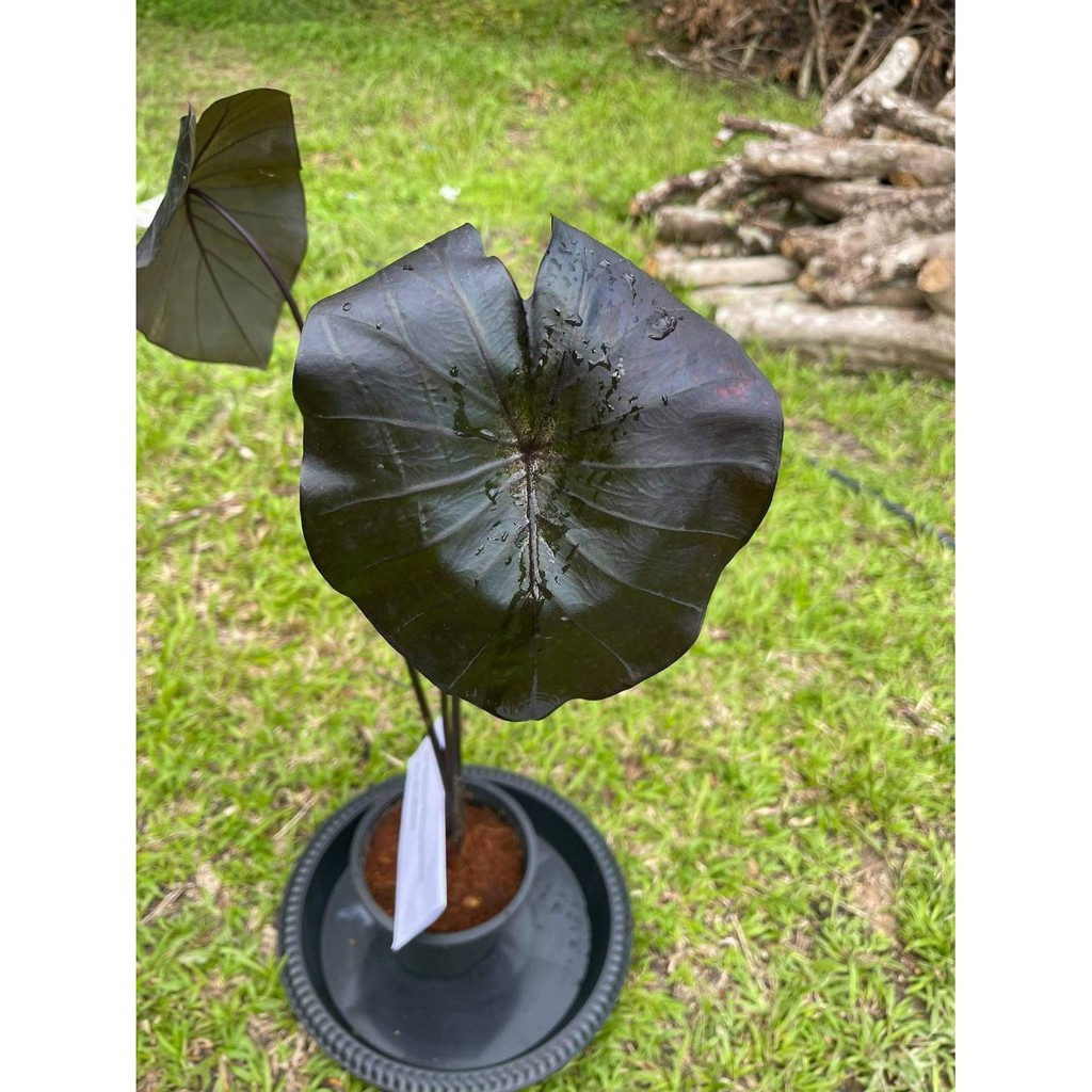 (พร้อมส่ง) colocasia black coral บอนดำ ต้นมีความสูง 79 cm. มี 3 ตาหน่อ ตั้งแม่ได้ Black coral