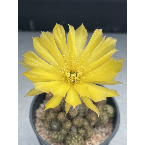 โลบิเวีย Lobivia cactus ดอกสีเหลือง แคสตัส กระถาง2นิ้ว กระบองเพชร ไม้อวบน้ำ