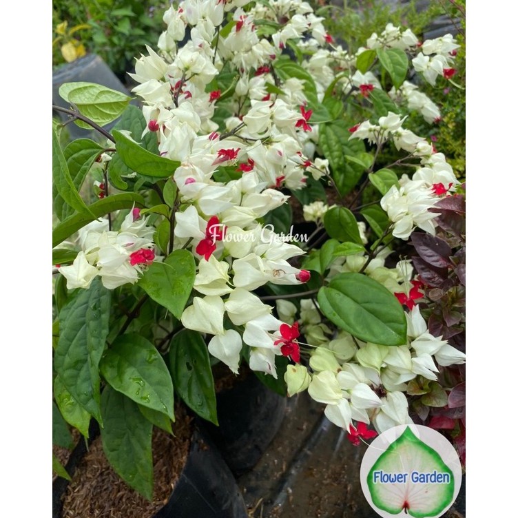 F52 มังกรคาบแก้ว Bleeding Heart Vine (ส่งติดดอก) ดอกสีขาว ไม้มงคล ไม้เลื้อยกลางแจ้ง