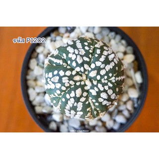 แคคตัส แอสโตรไฟตัม ซุปเปอร์คาบูโตะ 5พูแทรก (Astrophytum asterias super kabuto fukuryu 5rips)